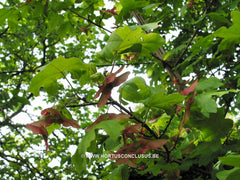 Acer campestre 'Emerald Queen' - Sierboom - Hortus Conclusus  - 2
