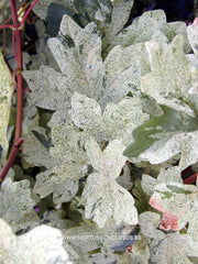 Acer campestre 'Pulverulentum' - Sierboom - Hortus Conclusus  - 1
