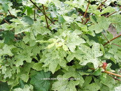 Acer campestre 'Pulverulentum' - Sierboom - Hortus Conclusus  - 3