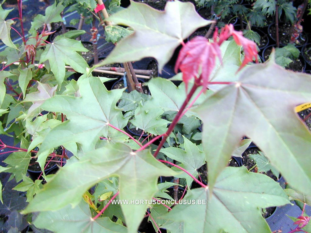 Acer cappadocium var. Sinicum - Sierboom - Hortus Conclusus 