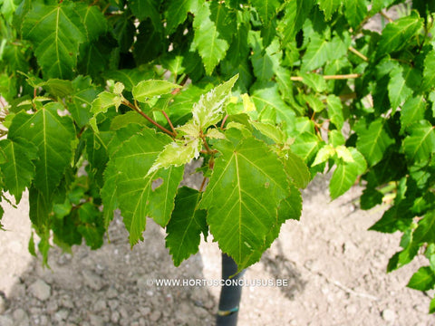 Acer crataegifolium 'Veitchii'