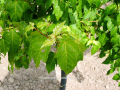 Acer crataegifolium 'Veitchii' - Sierboom - Hortus Conclusus  - 1
