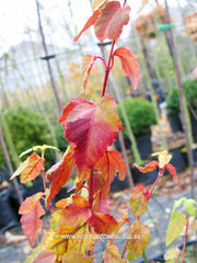 Acer crataegifolium 'Veitchii' - Sierboom - Hortus Conclusus  - 2