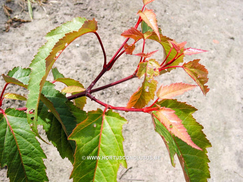 Acer davidii 'Rosalie'