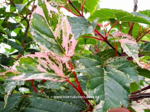 Acer davidii 'Silver Cardinal'