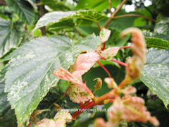 Acer davidii 'Silver Cardinal' - Sierboom - Hortus Conclusus  - 2