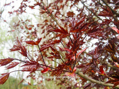 Acer platanoides 'Faassen's Black Pyramid' - Sierboom - Hortus Conclusus  - 1