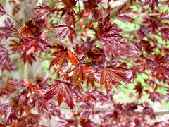Acer platanoides 'Faassen's Black Pyramid' - Sierboom - Hortus Conclusus  - 2