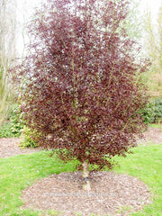 Acer platanoides 'Faassen's Black Pyramid' - Sierboom - Hortus Conclusus  - 3