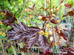 Acer platanoides 'Faassen's Black Pyramid' - Sierboom - Hortus Conclusus  - 4
