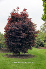 Acer platanoides 'Faassen's Black Pyramid' - Sierboom - Hortus Conclusus  - 6