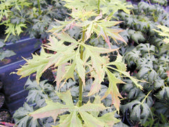 Acer platanoides 'Palmatifidum' - Sierboom - Hortus Conclusus  - 2
