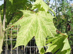 Acer platanoides 'Walderseei' - Sierboom - Hortus Conclusus  - 1