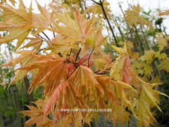 Acer platanoides 'Walderseei' - Sierboom - Hortus Conclusus  - 2