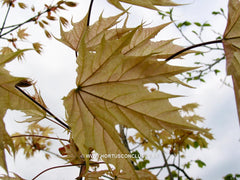Acer platanoides 'Walderseei' - Sierboom - Hortus Conclusus  - 3