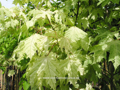 Acer platanoides 'Walderseei' - Sierboom - Hortus Conclusus  - 4