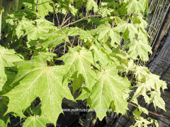 Acer platanoides 'Walderseei' - Sierboom - Hortus Conclusus  - 5