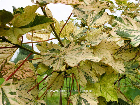 Acer pseudoplatanus 'Bob'