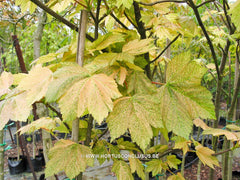 Acer pseudoplatanus 'Bob' - Sierboom - Hortus Conclusus  - 2