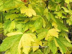 Acer pseudoplatanus 'Bob' - Sierboom - Hortus Conclusus  - 3