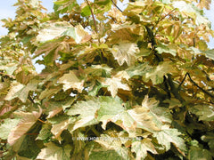 Acer pseudoplatanus 'Bob' - Sierboom - Hortus Conclusus  - 4