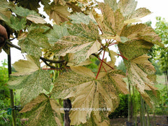 Acer pseudoplatanus 'Bob' - Sierboom - Hortus Conclusus  - 5