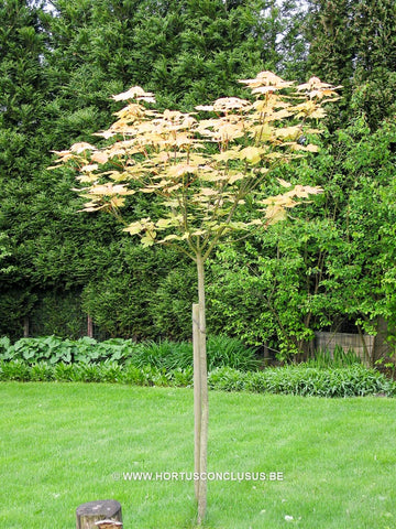 Acer pseudoplatanus 'Brilliantissimum'