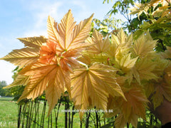 Acer pseudoplatanus 'Brilliantissimum' - Sierboom - Hortus Conclusus  - 2