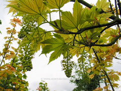 Acer pseudoplatanus 'Brilliantissimum' - Sierboom - Hortus Conclusus  - 3