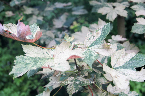 Acer pseudoplatanus 'Esk Sunset'