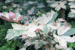 Acer pseudoplatanus 'Esk Sunset' - Sierboom - Hortus Conclusus  - 1