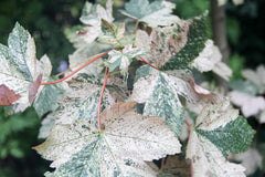 Acer pseudoplatanus 'Esk Sunset' - Sierboom - Hortus Conclusus  - 2