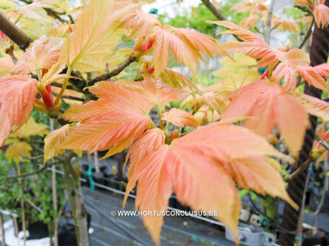 Acer pseudoplatanus 'Prinz Handjéry'