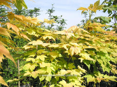 Acer pseudoplatanus 'Prinz Handjéry' - Sierboom - Hortus Conclusus  - 2
