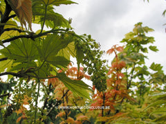 Acer pseudoplatanus 'Prinz Handjéry' - Sierboom - Hortus Conclusus  - 3