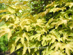 Acer pseudoplatanus 'Prinz Handjéry' - Sierboom - Hortus Conclusus  - 4