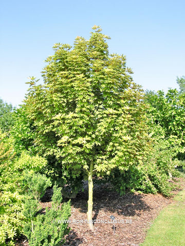 Acer pseudoplatanus 'Puget Pink'