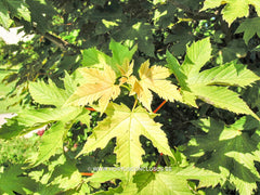 Acer pseudoplatanus 'Puget Pink' - Sierboom - Hortus Conclusus  - 2
