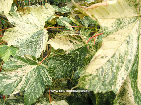 Acer pseudoplatanus 'Simon-Louis Frères'