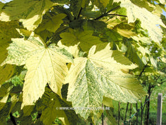 Acer pseudoplatanus 'Simon-Louis Frères' - Sierboom - Hortus Conclusus  - 2