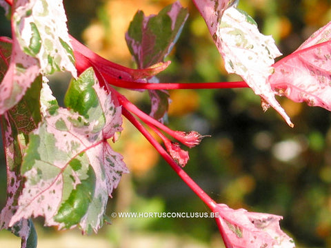 Acer x conspicuum 'Red Flamingo'