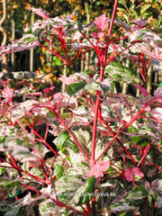 Acer x conspicuum 'Red Flamingo' - Heester - Hortus Conclusus  - 2