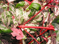 Acer x conspicuum 'Red Flamingo' - Heester - Hortus Conclusus  - 3
