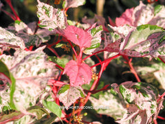 Acer x conspicuum 'Red Flamingo' - Heester - Hortus Conclusus  - 4