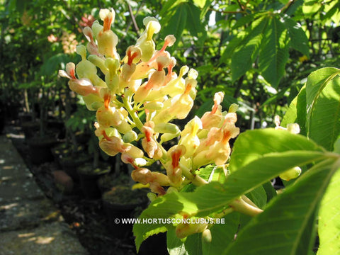 Aesculus flava 'Vestita'