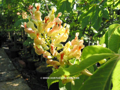 Aesculus flava 'Vestita' - Sierboom - Hortus Conclusus  - 1
