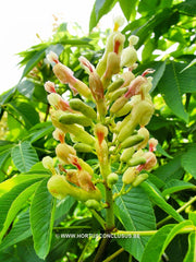 Aesculus flava 'Vestita' - Sierboom - Hortus Conclusus  - 3