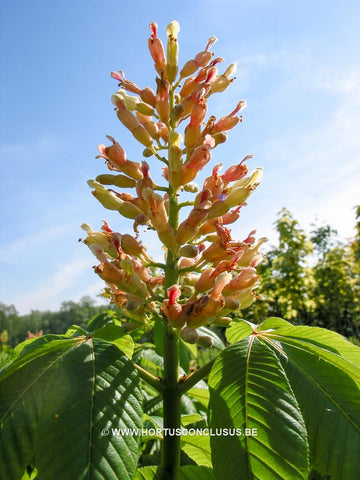 Aesculus glabra var. arguta