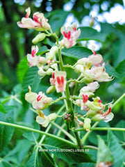 Aesculus glabra var. sargentii - Sierboom - Hortus Conclusus  - 1