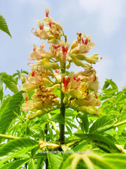 Aesculus glabra var. sargentii - Sierboom - Hortus Conclusus  - 2